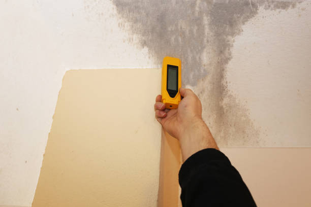 Best Attic Mold Removal  in Ortonville, MI