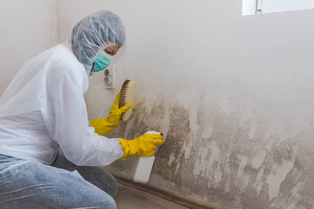 Best Industrial Mold Remediation  in Ortonville, MI