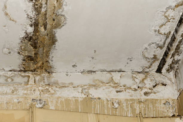 Best Real Estate Mold Inspection  in Ortonville, MI