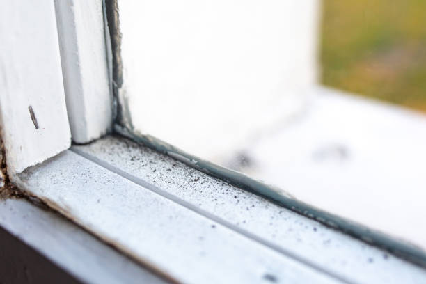 Best Crawl Space Mold Remediation  in Ortonville, MI