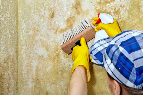 Best Post-Construction Mold Inspection  in Ortonville, MI