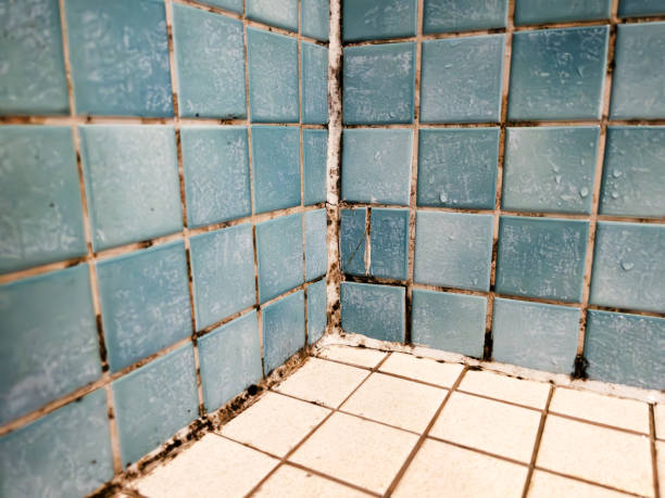 Best Mold Removal for HVAC Installations  in Ortonville, MI