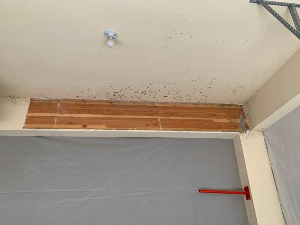Dehumidification Services in Ortonville, MI