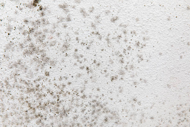 Best Asbestos and Lead Testing During Mold Inspection  in Ortonville, MI