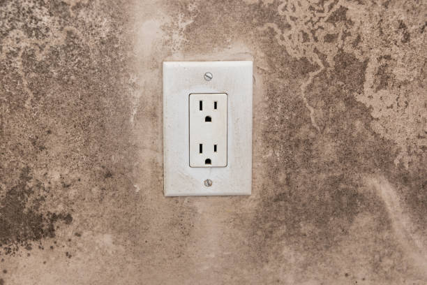 Best Mold Remediation for Rental Properties  in Ortonville, MI
