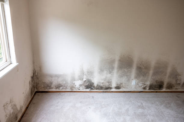 Best Mold Removal for HVAC Installations  in Ortonville, MI