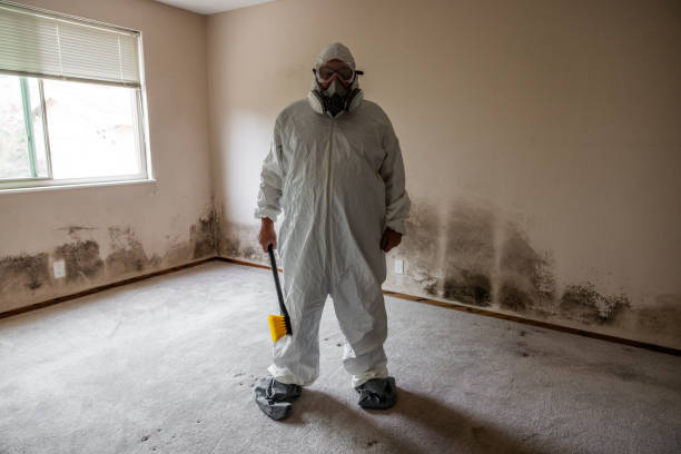 Professional Mold Removal in Ortonville, MI