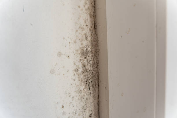 Best Post-Remediation Verification Testing  in Ortonville, MI