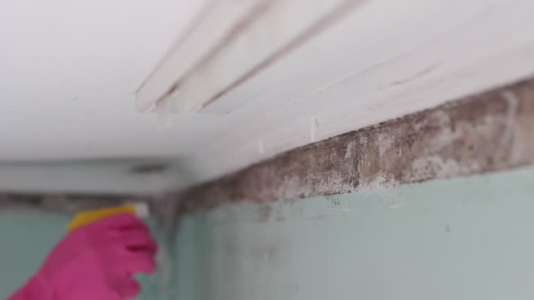 Best Air Quality Testing for Mold Spores  in Ortonville, MI